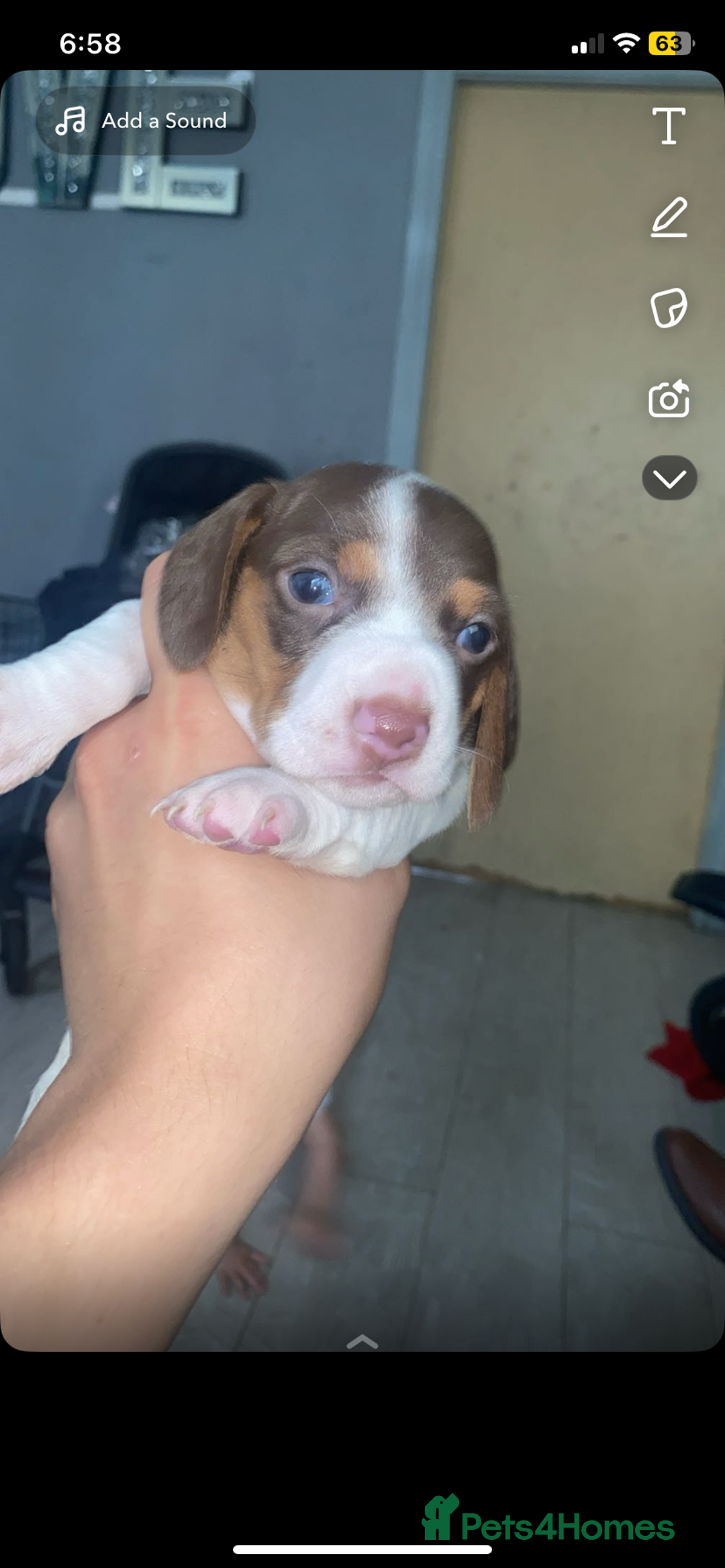 Miniature Dachshund dogs for sale: Miniature dachshund  in Oldham - Image 8