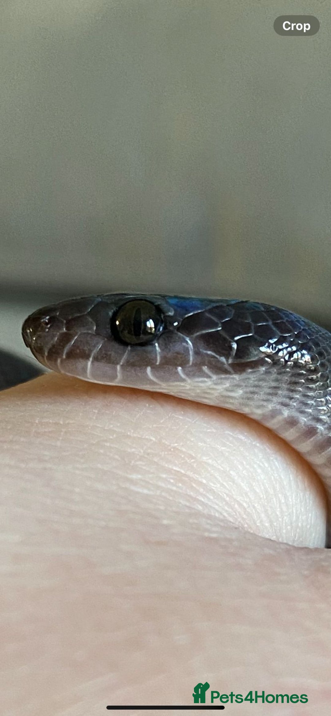 Snake reptiles for sale: Black African house snake - viv included if wanted - Advert 1