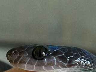 Snake reptiles Black African house snake - viv included if wanted - Advert 5