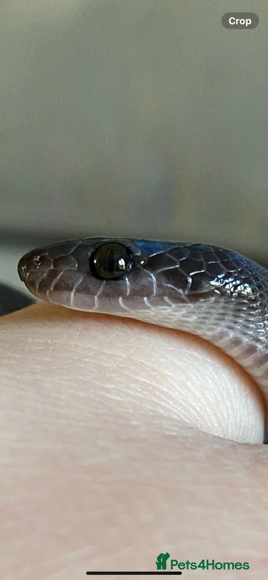 Snake reptiles for sale: Black African house snake - viv included if wanted - Advert 1