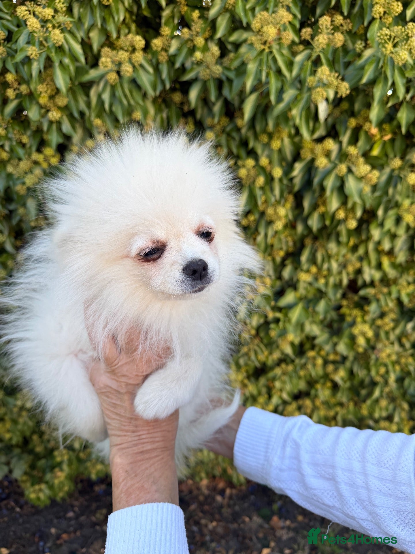 Pomeranian dogs Beautiful Pomeranian Puppies ready now!! - Advert 2