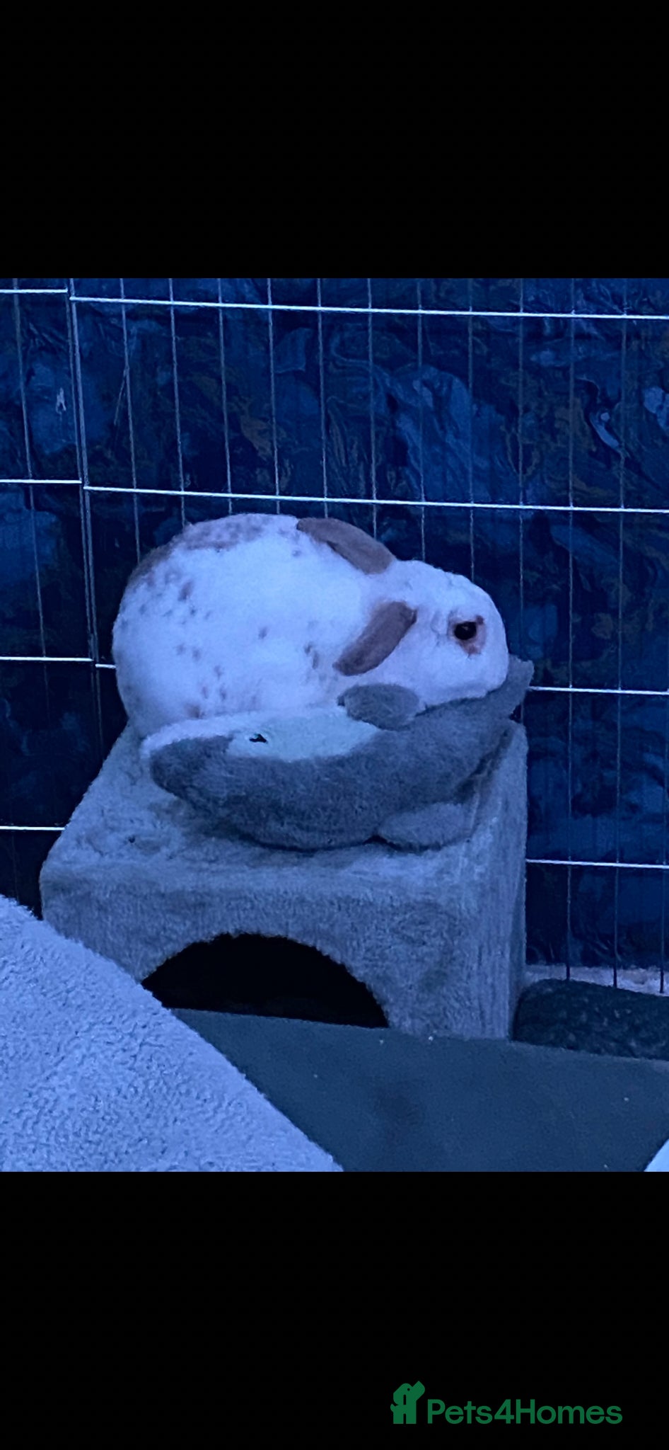 French Lop rabbits male rabbit for rehoming - Advert 3