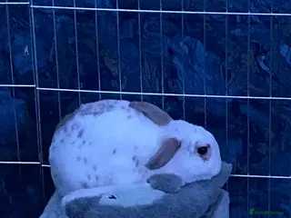 French Lop rabbits male rabbit for rehoming - Advert 3