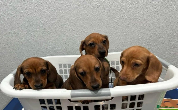 Miniature Dachshund dogs - Advert 4