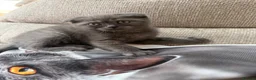 Scottish Fold cats for sale: Last two girls ❤️Lovely scotish kittens💕💕💕 - Advert 27
