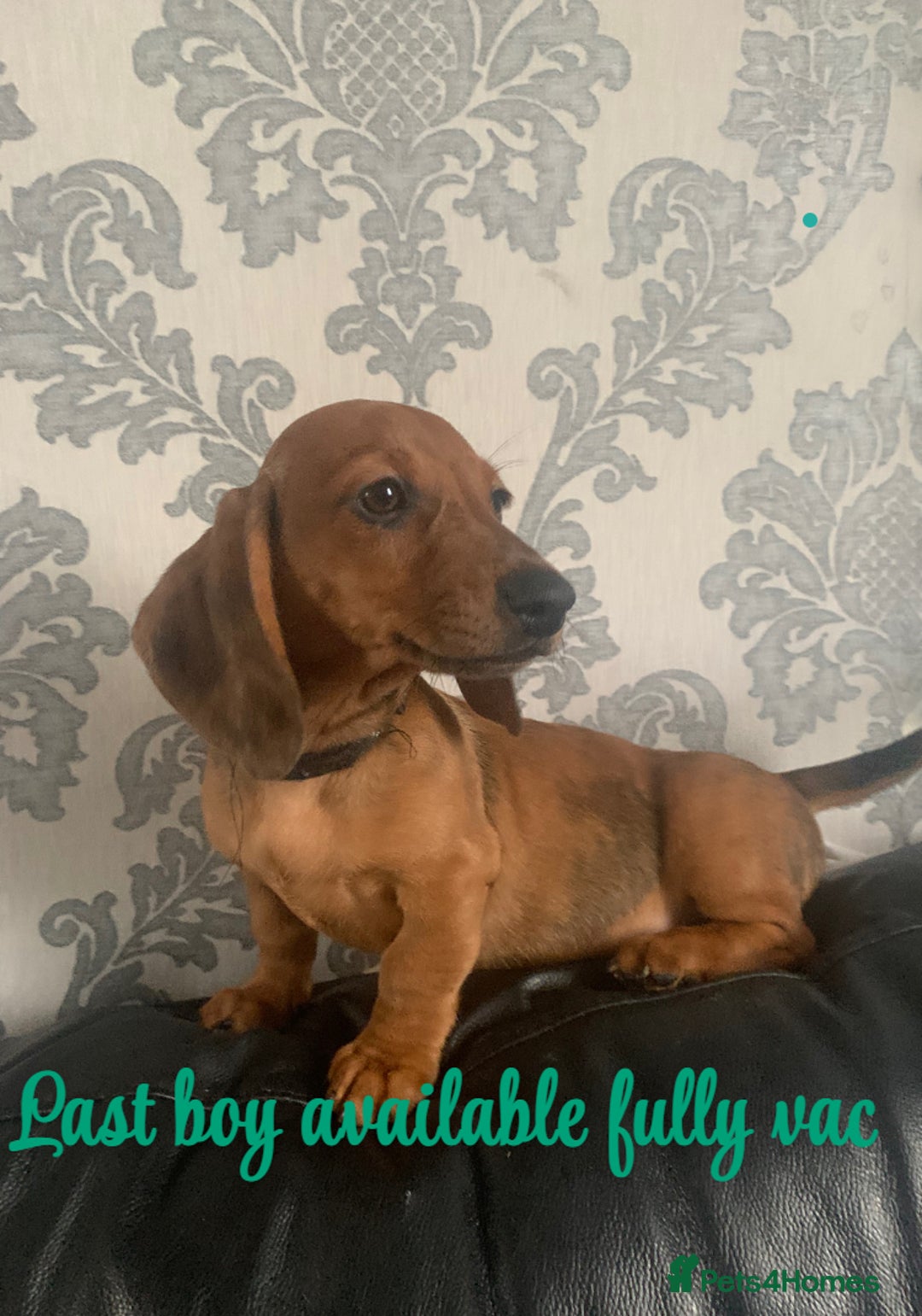 Miniature Dachshund dogs for sale: Kc miniature dachshund full vacs ready now - Advert 1