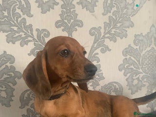 Miniature Dachshund dogs Kc miniature dachshund fully vaccinated ready now - Advert 2