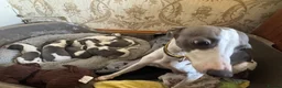 Whippet dogs for sale: ✨ EXCEPTIONAL PEDIGREE WHIPPETS  - Advert 30