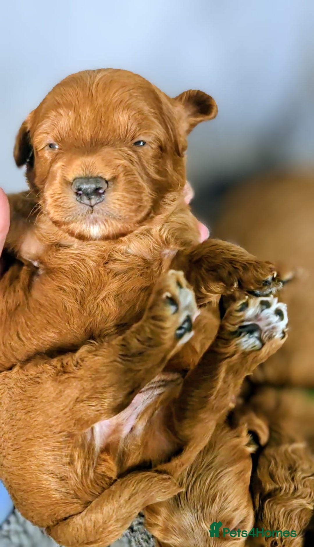 Cockapoo dogs for sale: GENUINE F1B COCKAPOO PUPPIES  - Image 15