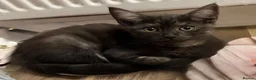 Maine Coon cats for sale: Maine Coon  - Advert 7