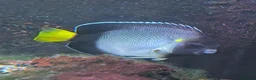Other/Mixed Breed fish for sale: Orange Shoulder Tang & Cream Angelfish Marine Fish in Hailsham - Advert 6