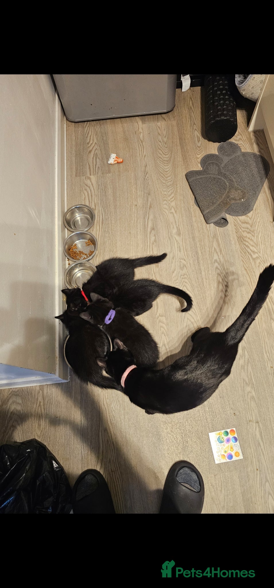 British Shorthair cats 4 kittens available - Advert 1