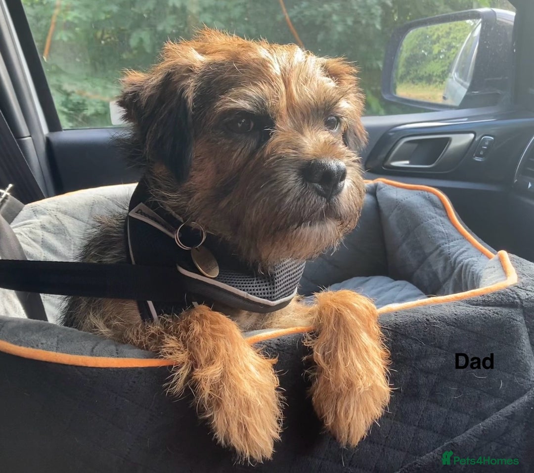 Mixed Breed dogs for sale: Norfolk Border cross puppies - Advert 13