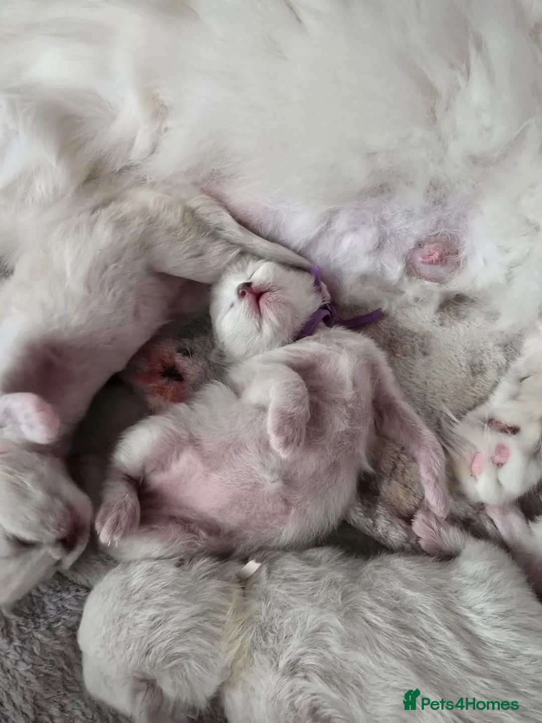 Ragdoll cats for sale: PEDIGREE RAGDOLL KITTENS  - Advert 5