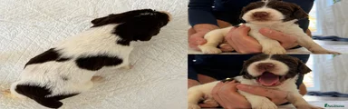  Liver and White English Springer Spaniel Boy