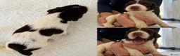 English Springer Spaniel dogs for sale: KC Working Springer Spaniel Puppies Great Pedigree - Advert 19