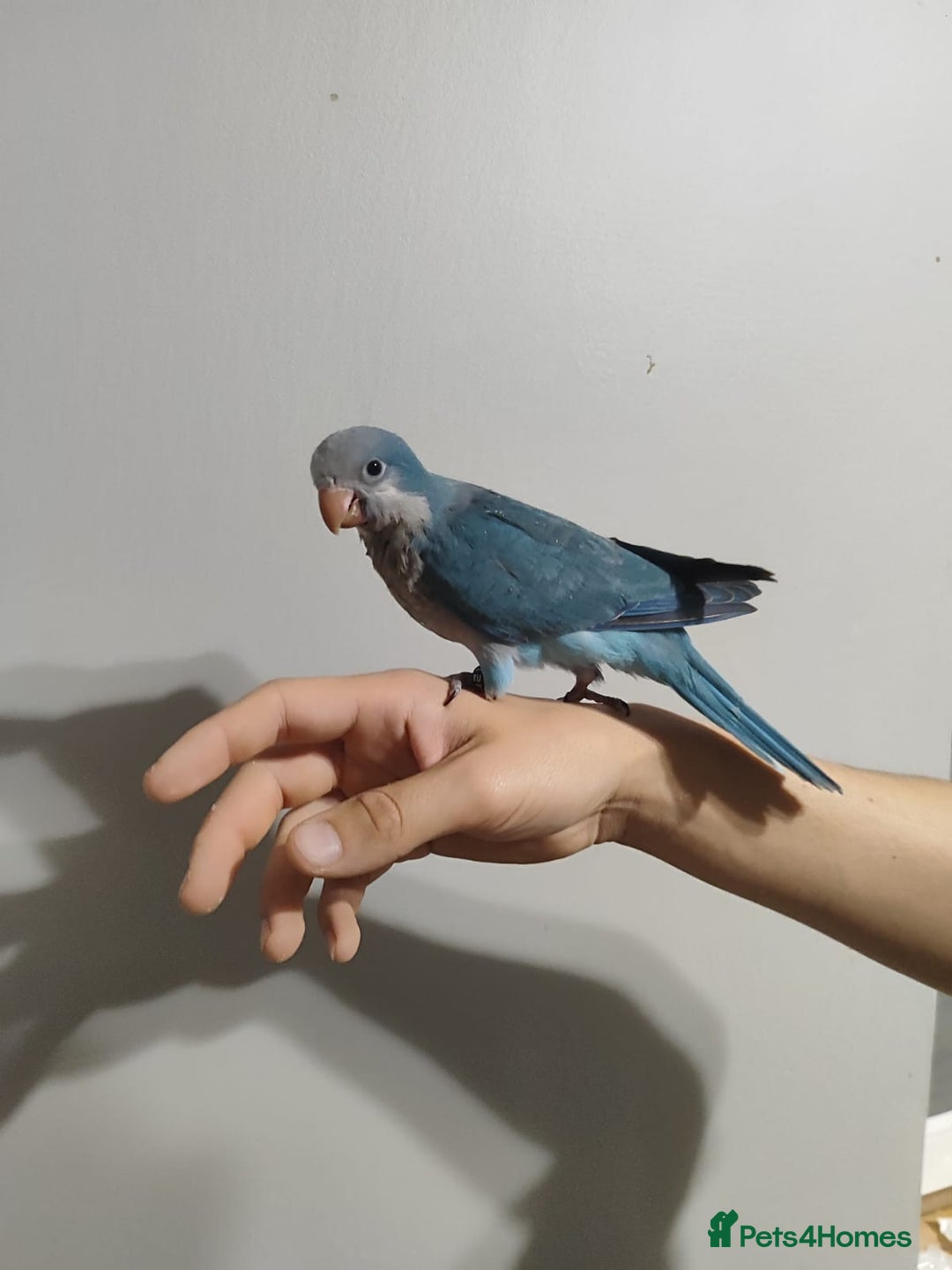 Parakeets birds for sale: Cute Quaker parrots hand reared male and female - Image 13