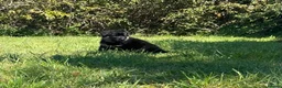 German Shepherd dogs for sale: Quality Litter of GSD (All has now been reserved) - Advert 9