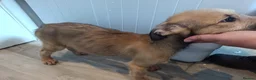 Lurcher dogs for sale: Last Outstanding male Lurcher Puppy - Advert 32
