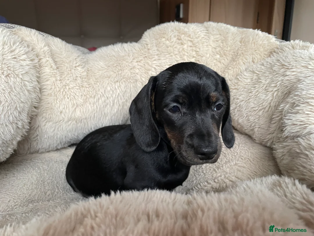 Miniature Dachshund dogs for sale: Beautiful litter of miniature daschunds  - Advert 10