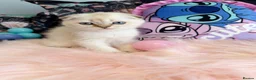 Scottish Fold cats for sale: 🐾 Stunning Scottish kitties 🐾 - Advert 11