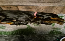 Dobermann dogs for sale: Dobermann pups - Image 1