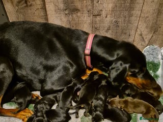 Dobermann dogs for sale - Advert 1