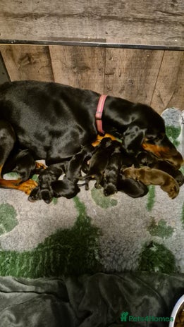 Dobermann dogs - Advert 1