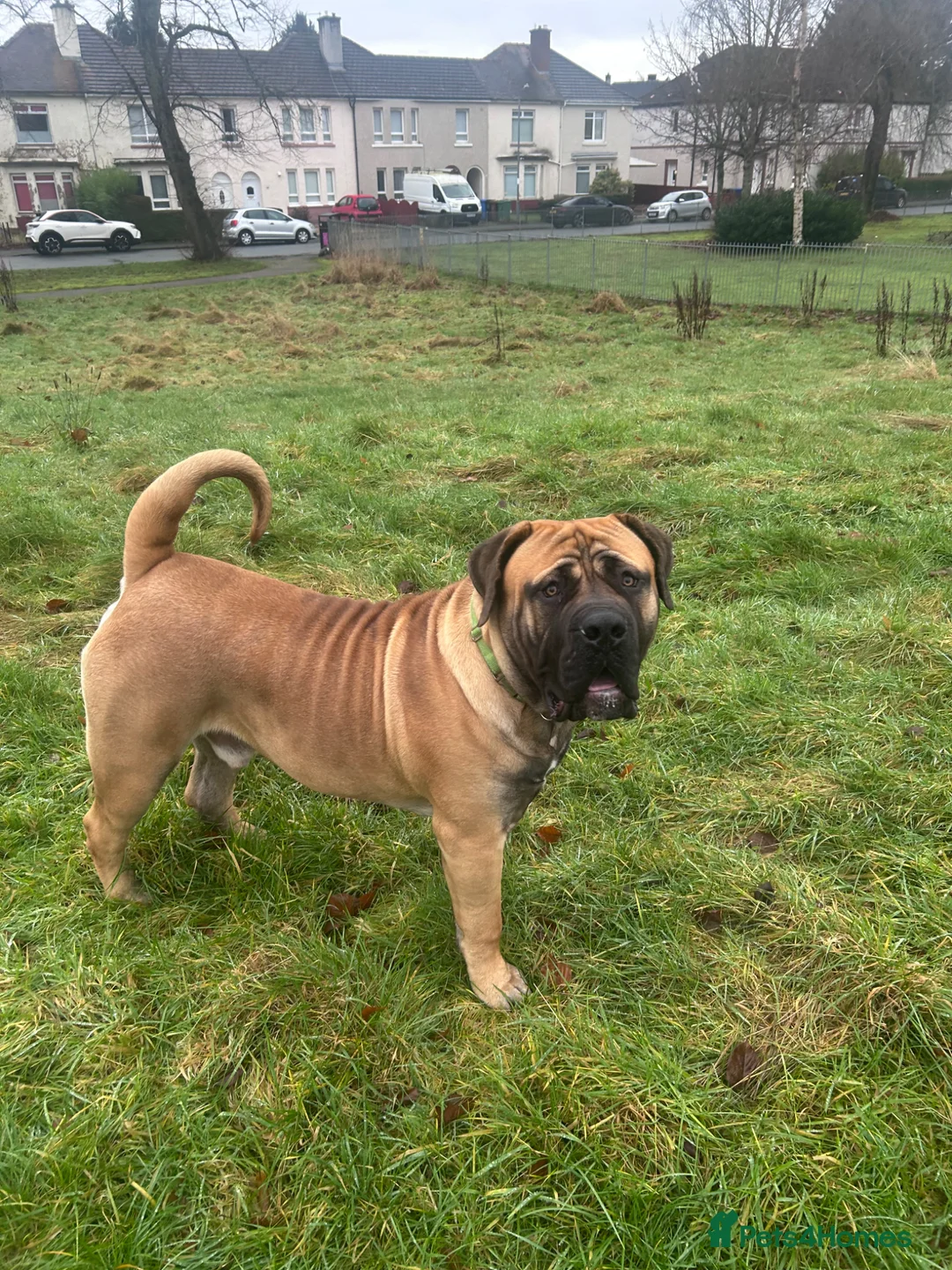 Boerboel dogs for sale: Gizmo in Glasgow - Advert 4