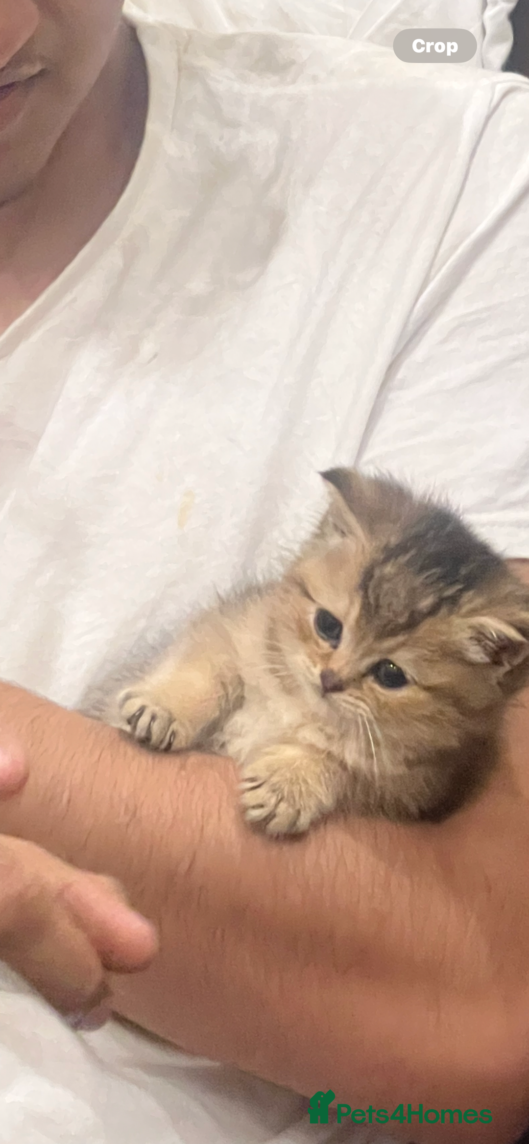 British Shorthair cats for sale: Golden British short hair - Image 12