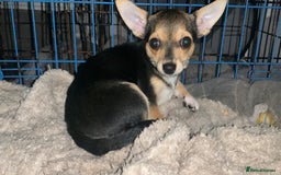 Chihuahua dogs for sale: Chihuahua fluff balls  - Image 5