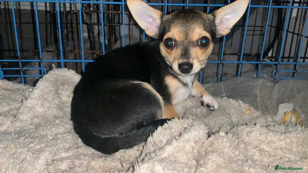 Chihuahua dogs for sale: Chihuahua fluff balls  - Image 5