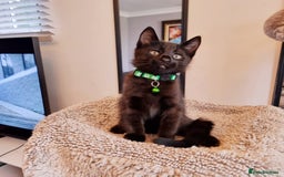 Mixed Breed cats for sale: Norwegian x pixiebob kittens mix available  - Image 28
