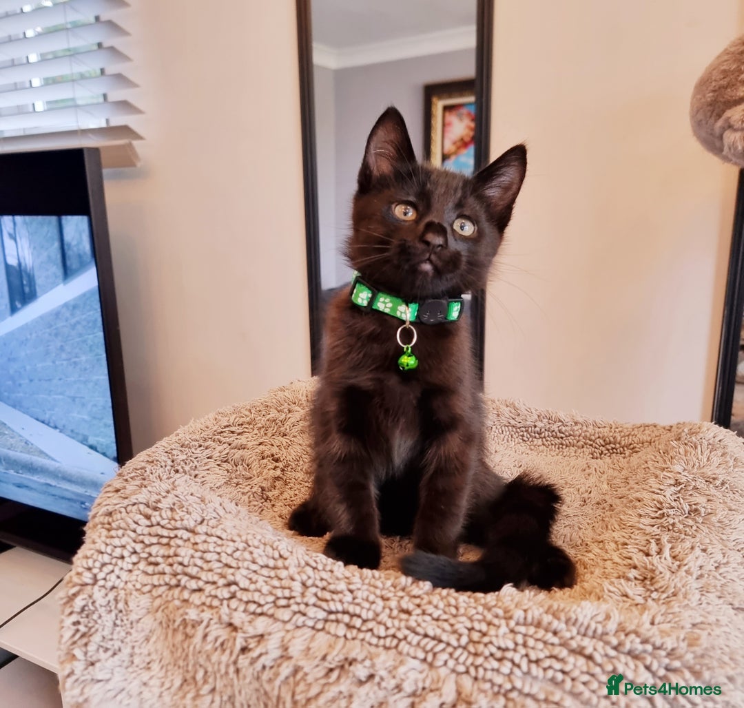 Mixed Breed cats for sale: Norwegian x pixiebob kittens mix available  - Image 28