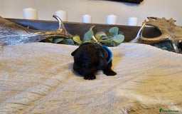 Cockapoo dogs for sale: Cockapoo puppies for sale  - Advert 6