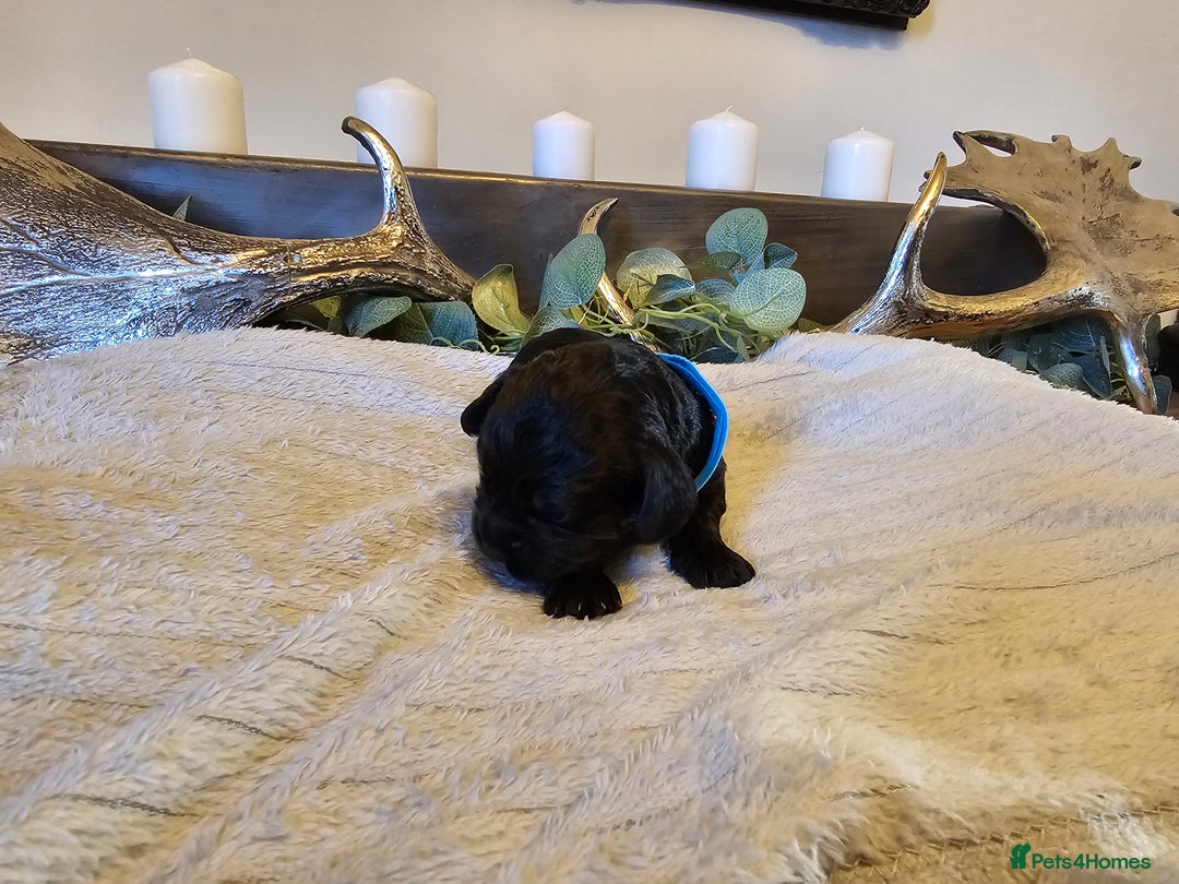 Cockapoo dogs for sale: Cockapoo puppies for sale  - Advert 6