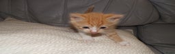 Mixed Breed cats for sale: 3 Adorable Kittens – 2 Girls & 1 Boy - Advert 8