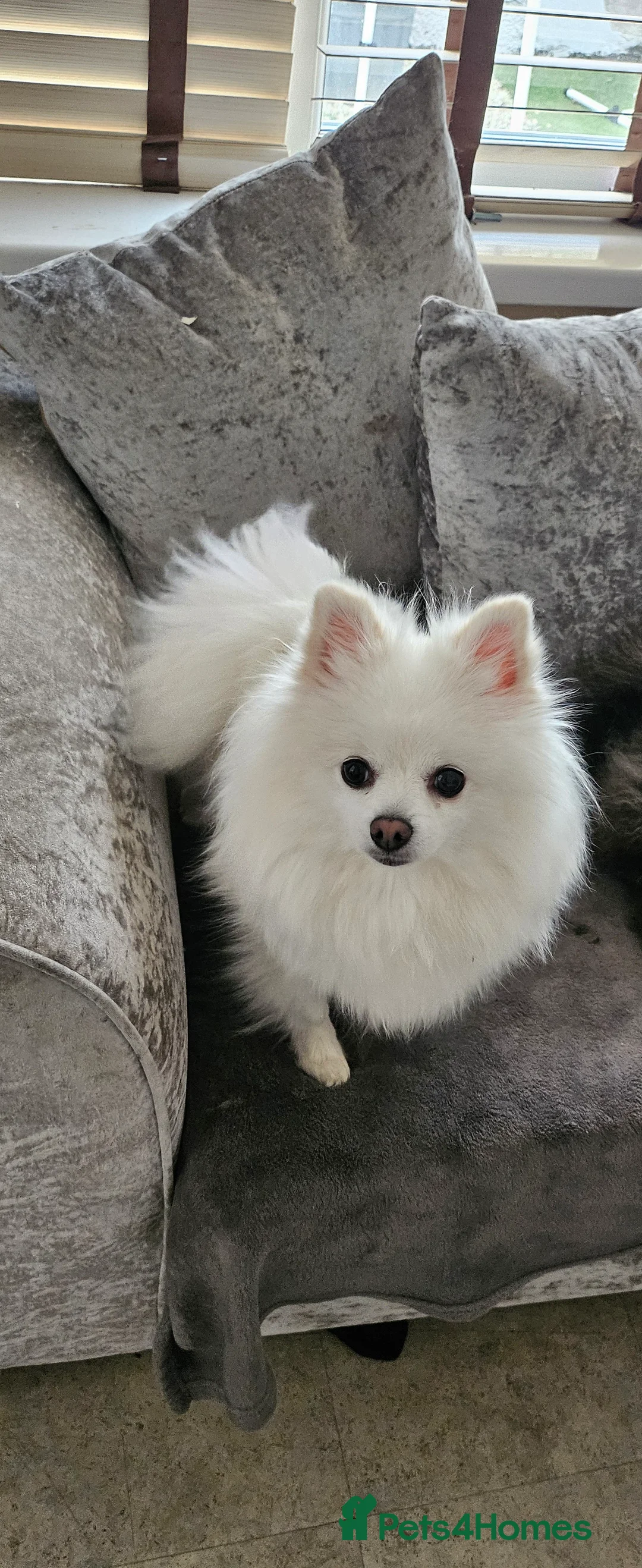 Pomeranian dogs for sale: 2 beautiful pomeranian girls - Advert 9