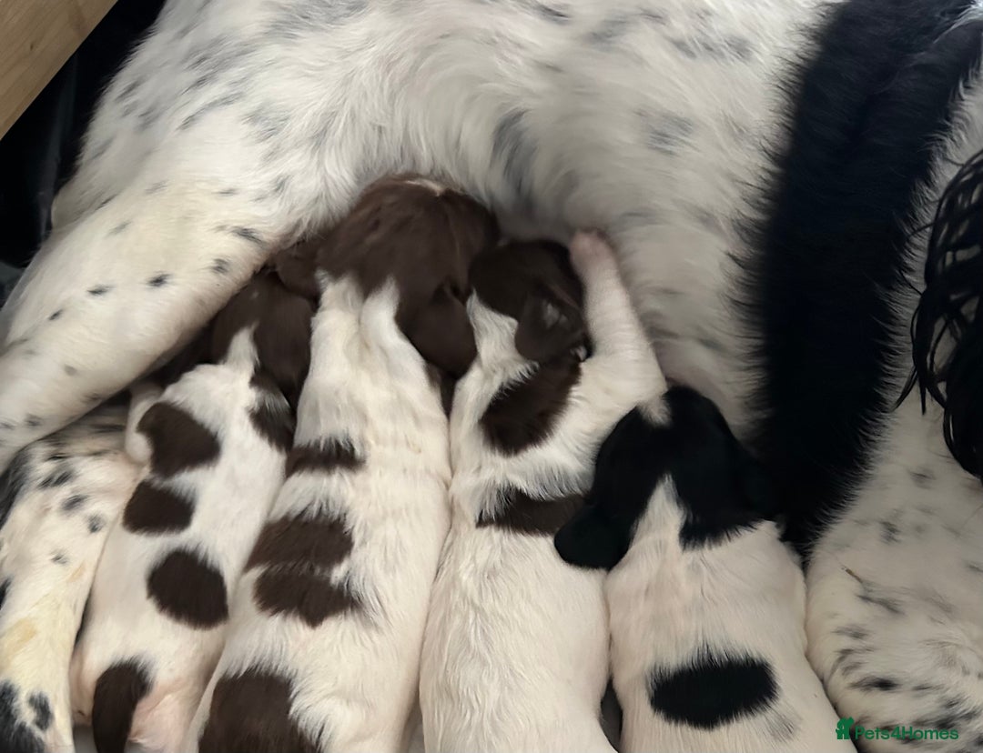 English Springer Spaniel dogs for sale: Springer spaniel puppies  - Advert 5