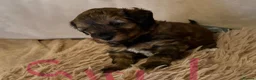 Lhasapoo dogs for sale: Beautiful Lhasapoo puppies  - Advert 12