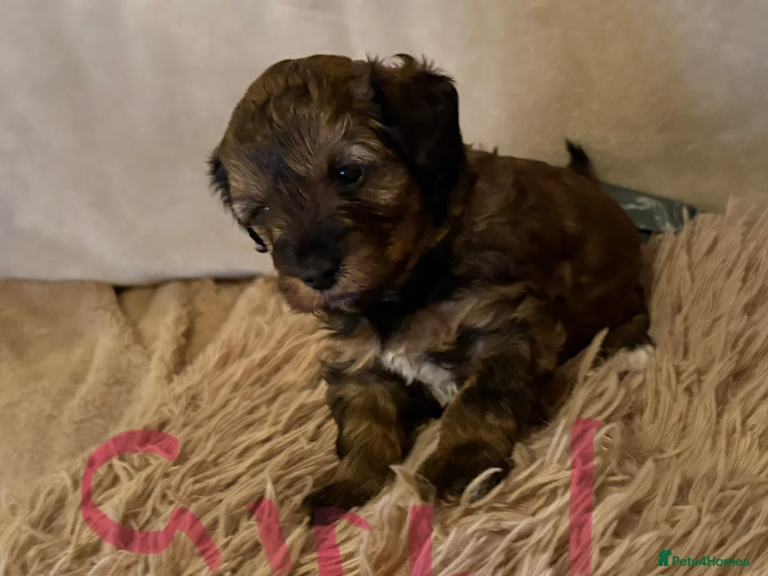 Lhasapoo dogs for sale: Beautiful Lhasapoo puppies  - Advert 12
