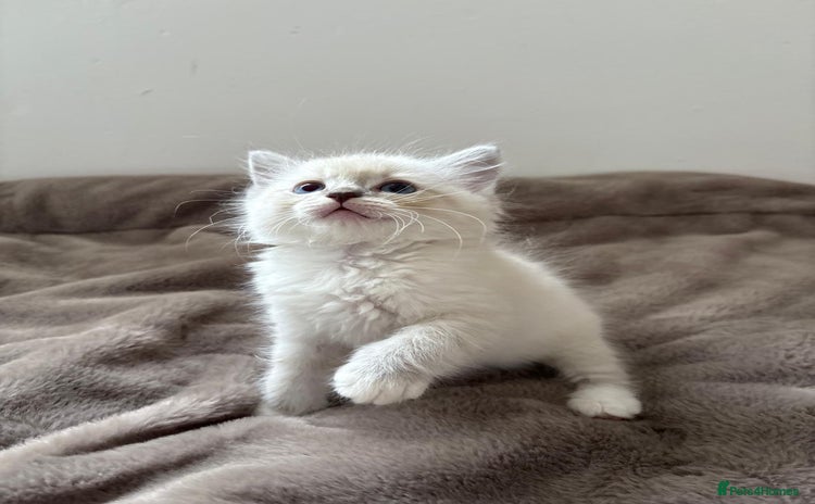 Ragdoll cats - Advert 4