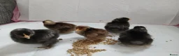 Chickens poultry for sale: Serama and pekin chicks  - Advert 3
