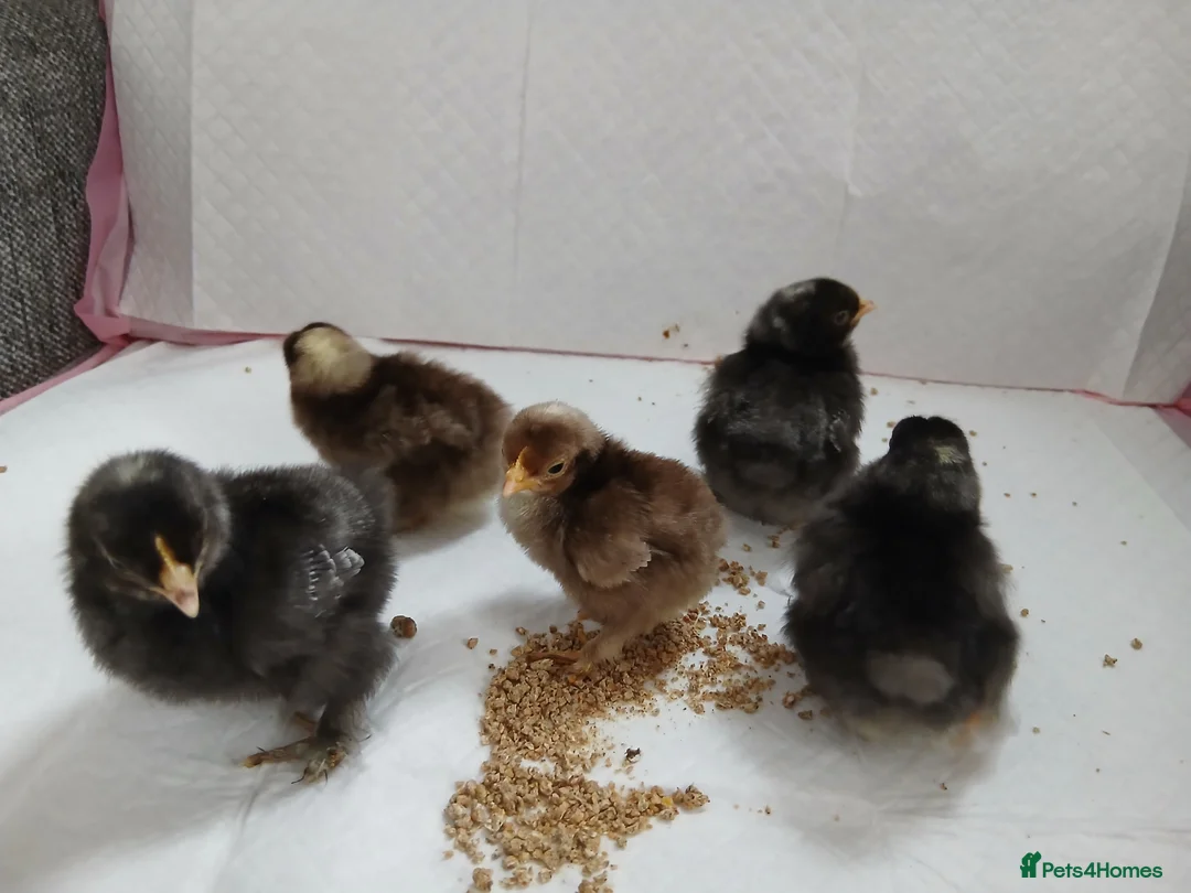 Chickens poultry for sale: Serama and pekin chicks  - Advert 3