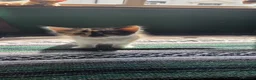 Mixed Breed cats for sale: Kittens for sale  - Advert 5