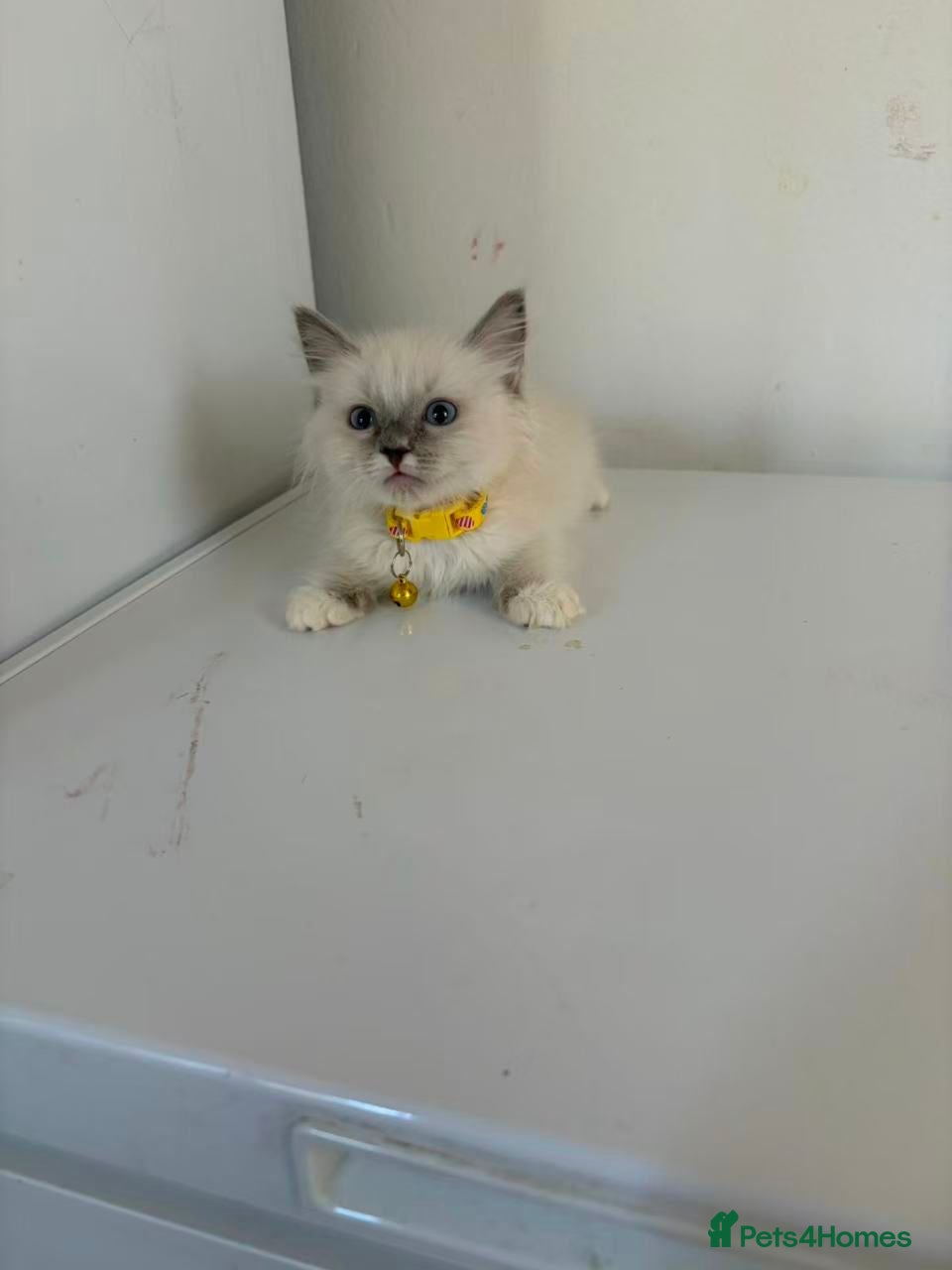 Ragdoll cats Ragdoll kittens for sale - Advert 15