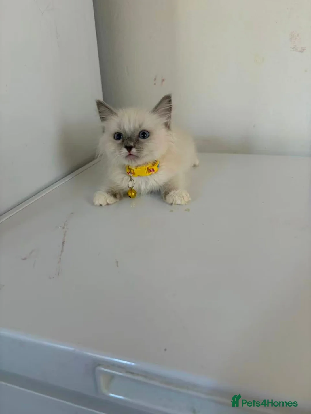 Ragdoll cats for sale: Ragdoll kittens for sale - Advert 2