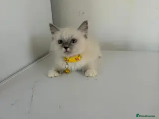 Ragdoll cats Ragdoll kittens for sale - Advert 15