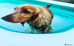 Cocker Spaniel dogs for sale: Cocker Spaniel Puppies  - Image 12