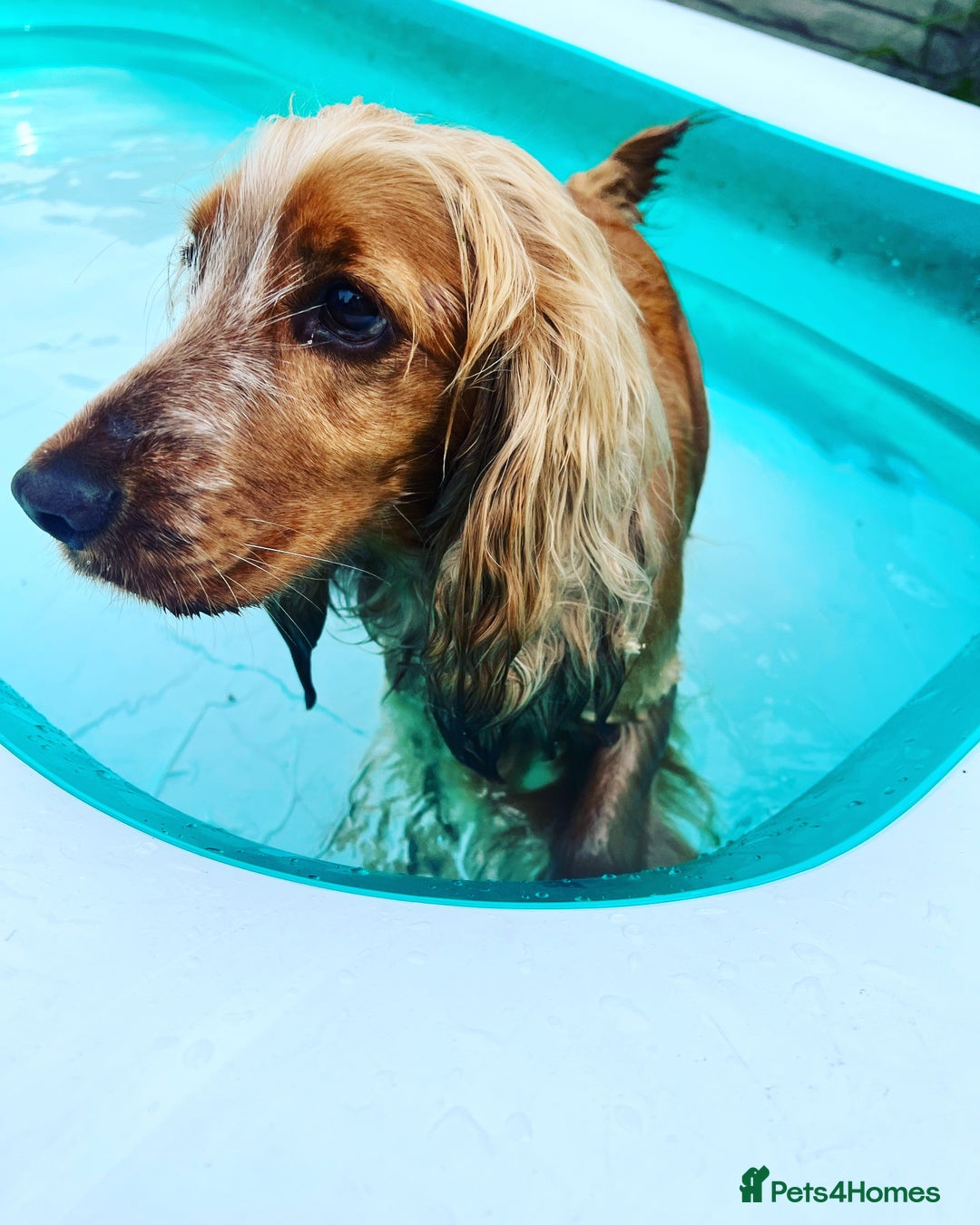 Cocker Spaniel dogs for sale: Cocker Spaniel Puppies  - Image 12